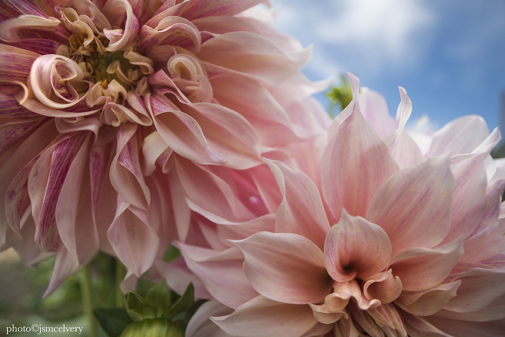 JMC_9321flowers1jsm Flowers, Tower Hill... J.S. McElvery Flickr