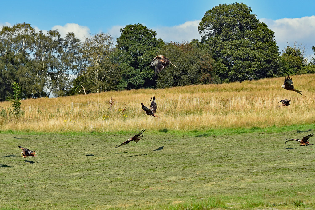 red kites 9093 m.c.g.owen Flickr