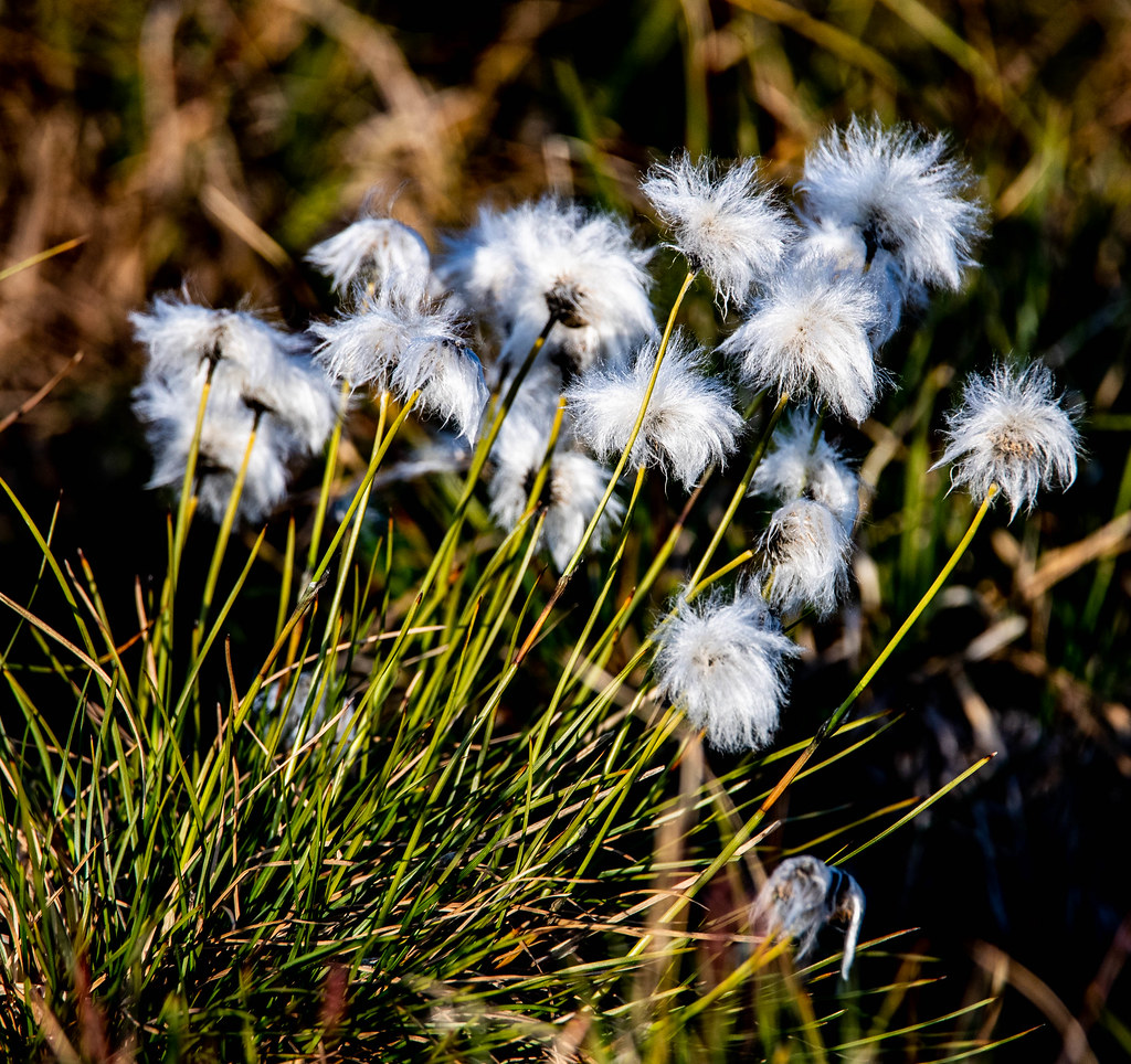 Cotton Grass A tufut of Cotton Grass/Arctic Cotton Clare Kines Flickr