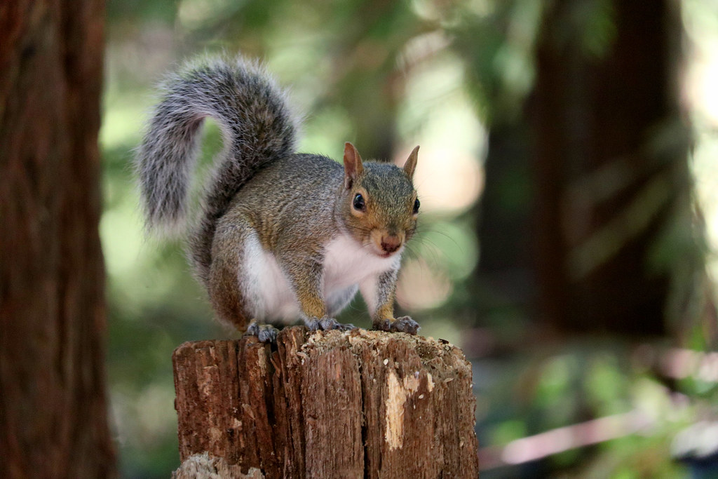 Hashtag Squirrel Selfie Jody Rich Flickr