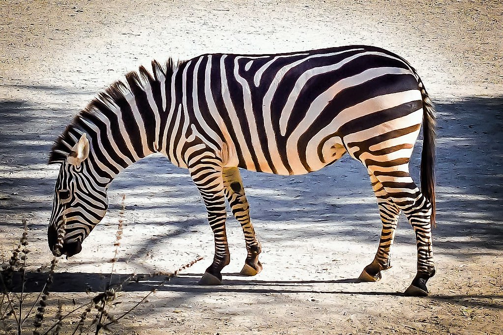 San Antonio Zoo Zebras Mary Veronica Kampen Laskowski Artist Flickr