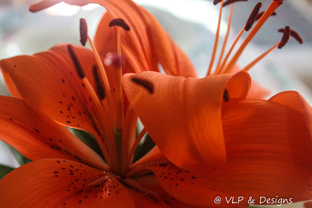 IMG_89532 Tiger Lilies grow in abundance around the front… Flickr