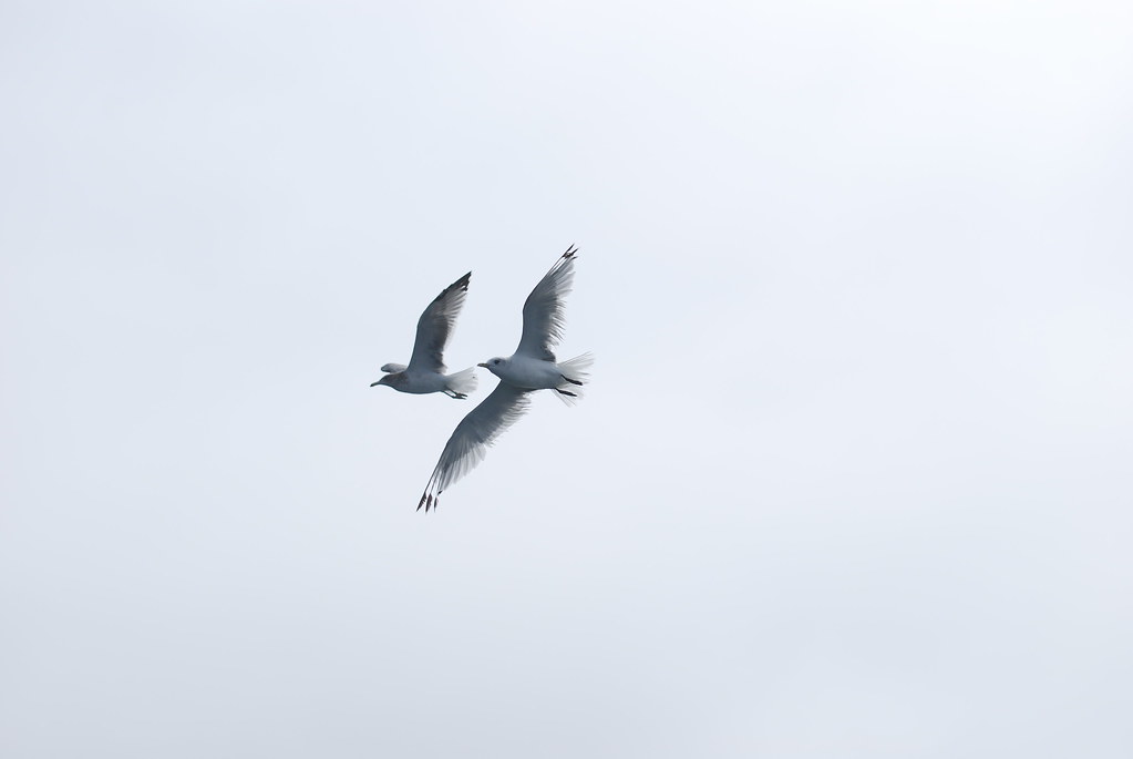 Shearwater Journeys pelagic 8.30.19 Flickr