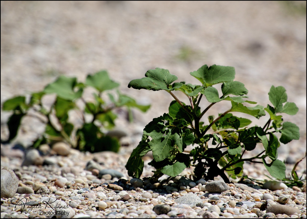 Beach Plant... Orient Point Beach... angela kanner Flickr