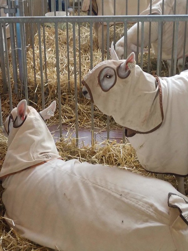 DeepFried Hot Dish on a Stick The Minnesota State Fair Adventures