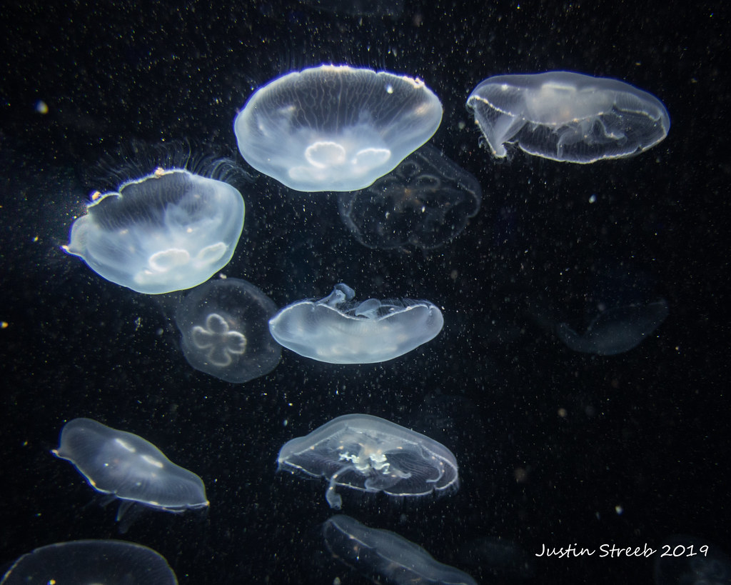 Ghost Jellyfish justin Str Flickr