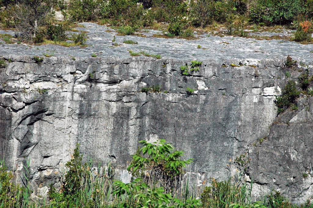 Columbus Limestone (Middle Devonian; North Side Quarry, Kelleys Island