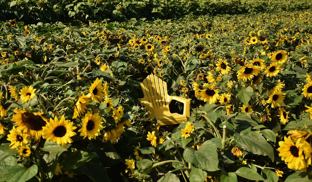Sunflower Festival Richmond Country Farms (2019) City of R… Flickr