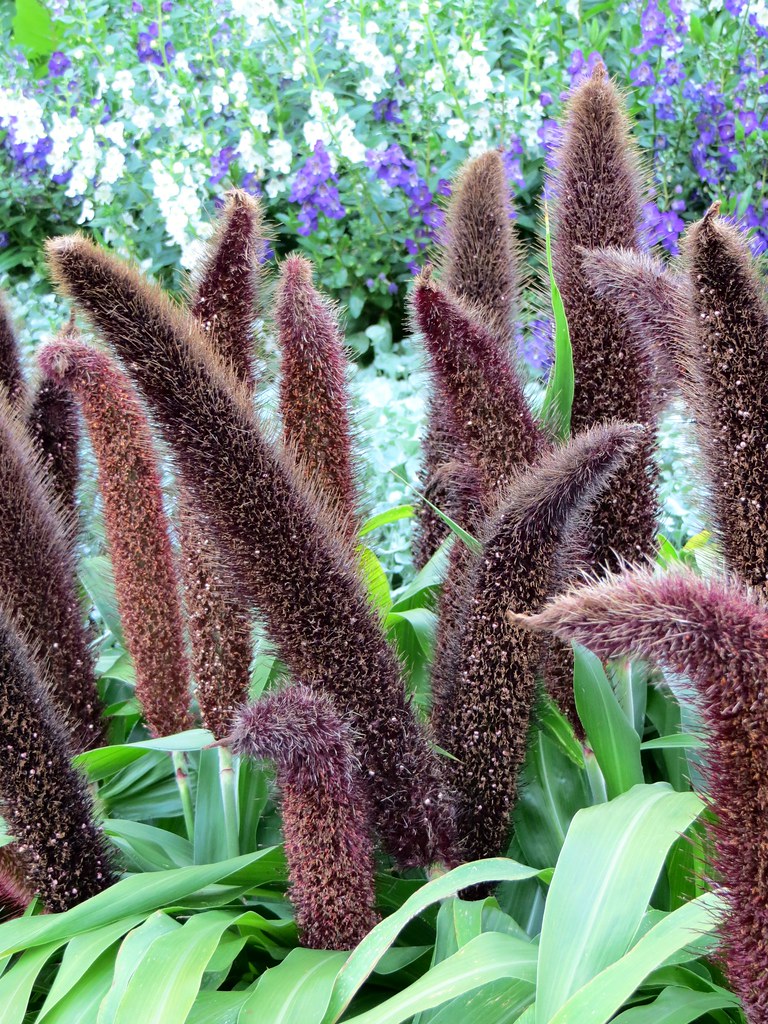 Jade Princess Ornamental Millet Pennisetum glaucum Eric Foster Flickr