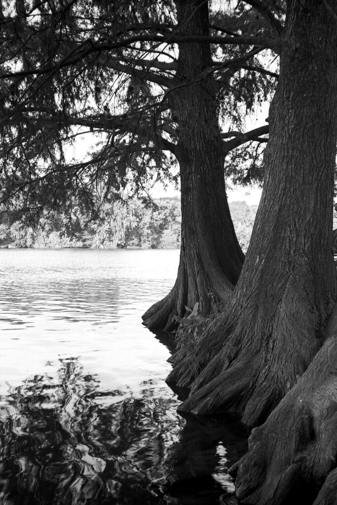 Lady Bird Lake, downtown Austin, Texas, USA. August 2019.… Flickr