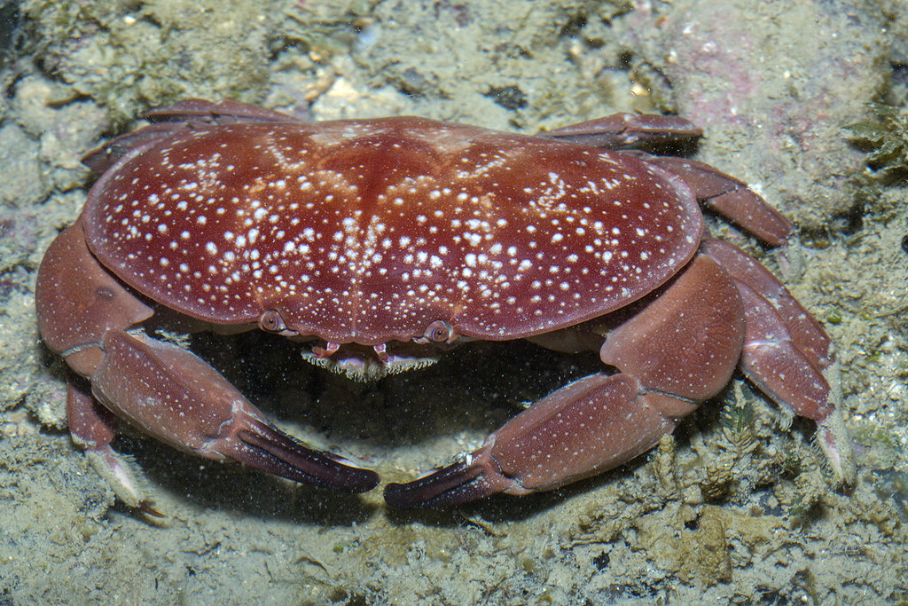 _Z2A2495 Atergatis integerrimus red egg crab. Xanthidae