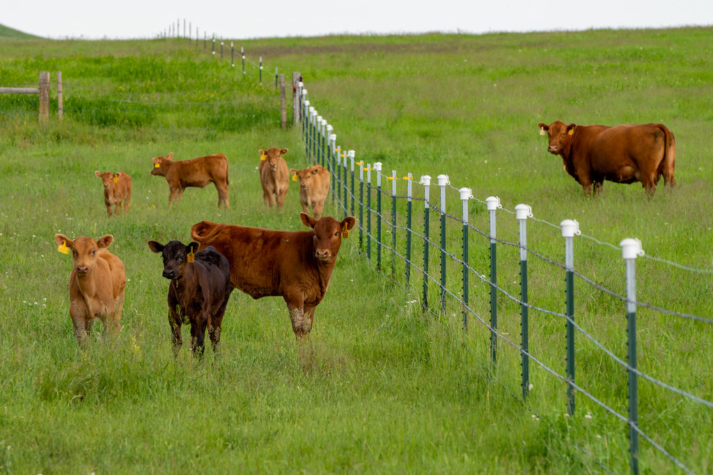 _DSC5266 The Arbuckle Ranch is a cowcalf operation. Photo… Flickr