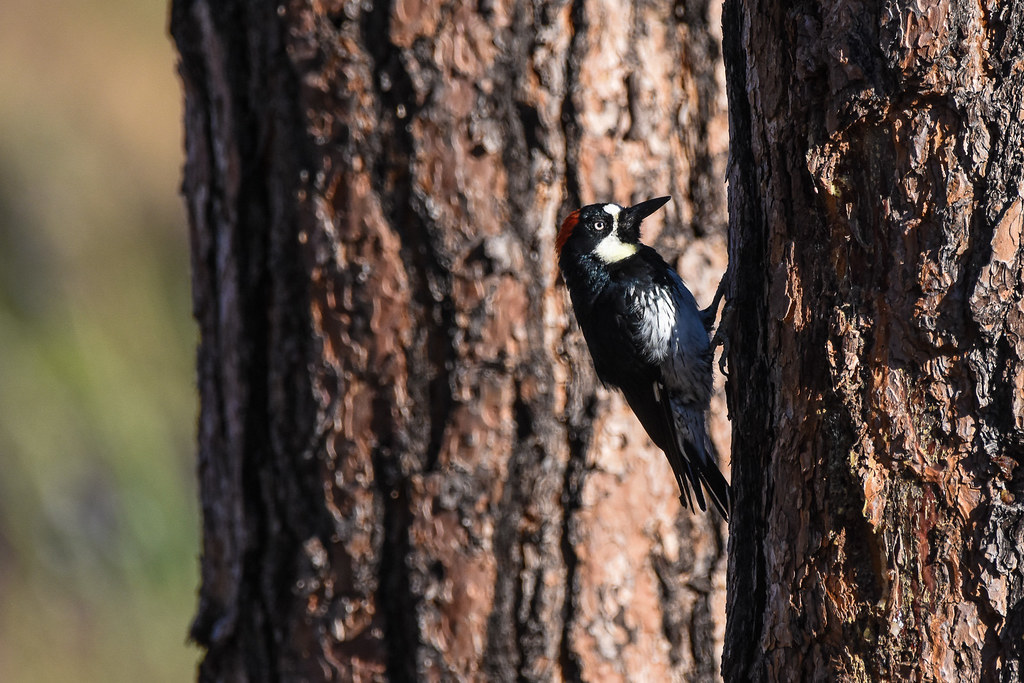 Acorn Woodpecker (female) Foresta, Yosemite National Park,… Flickr