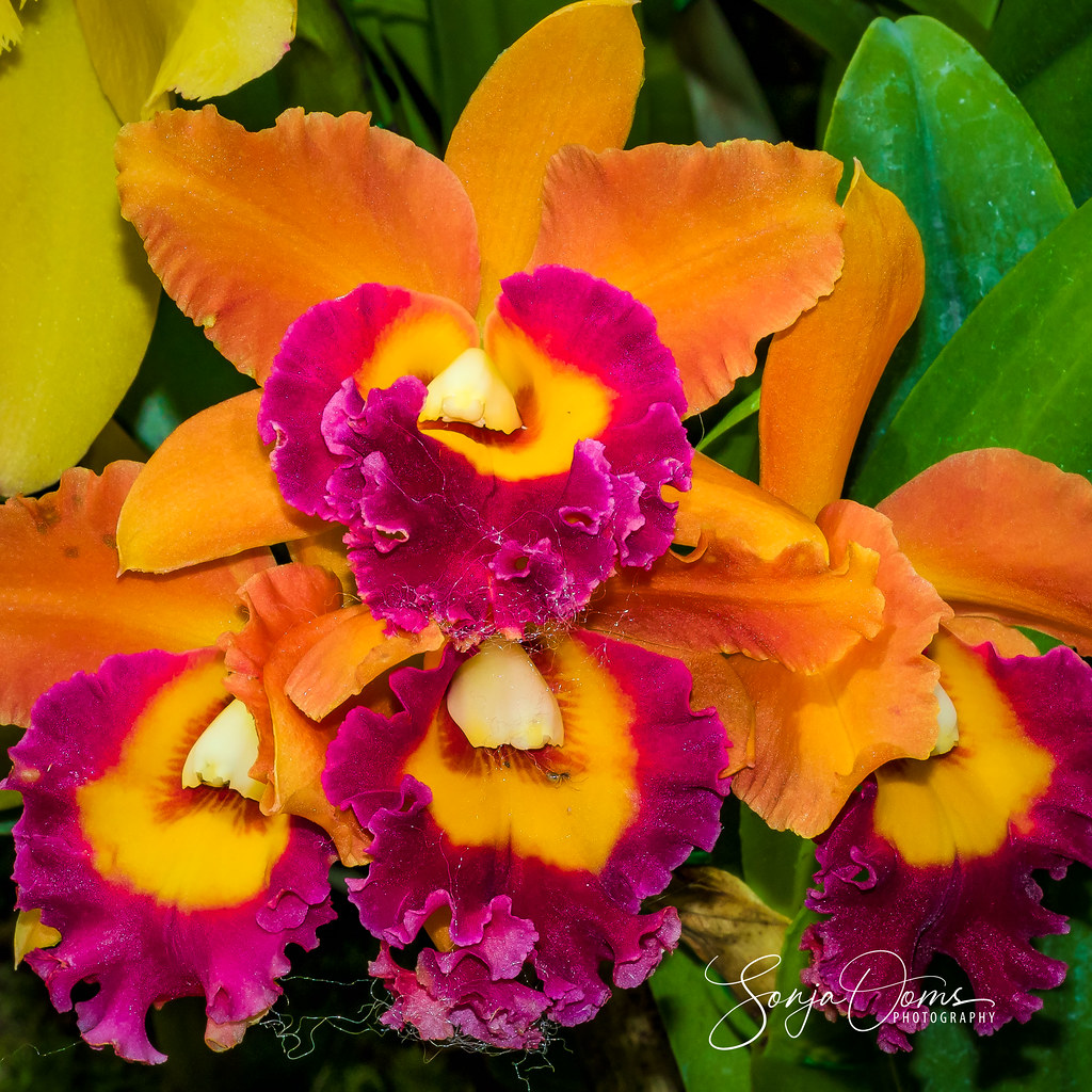 CATTLEYA Of all the orchids, the Cattleya has the most var… Flickr