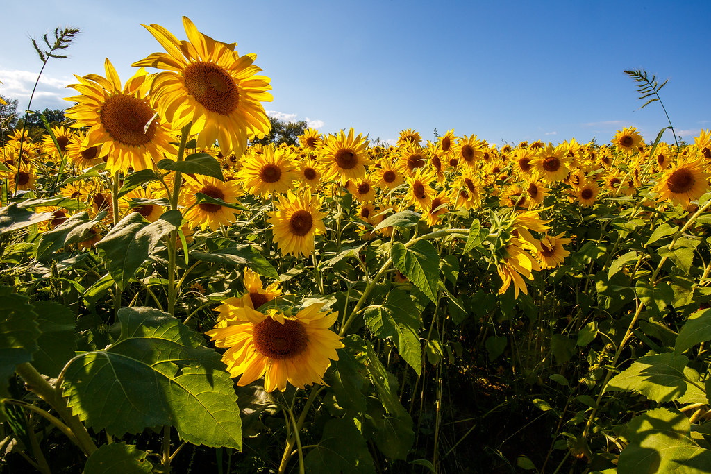 Sunflowers Colby Farm in Newbury, Massachusetts. Terry Rochford