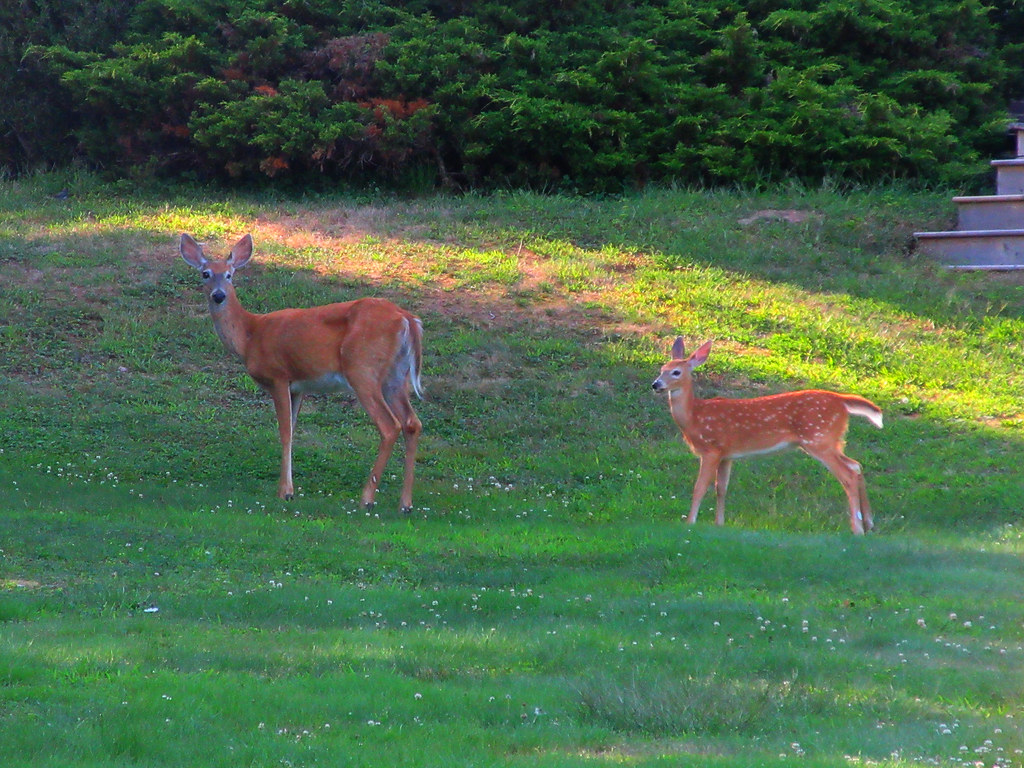 baby deer saw this young deer with his mom in a yard Brianne Flickr