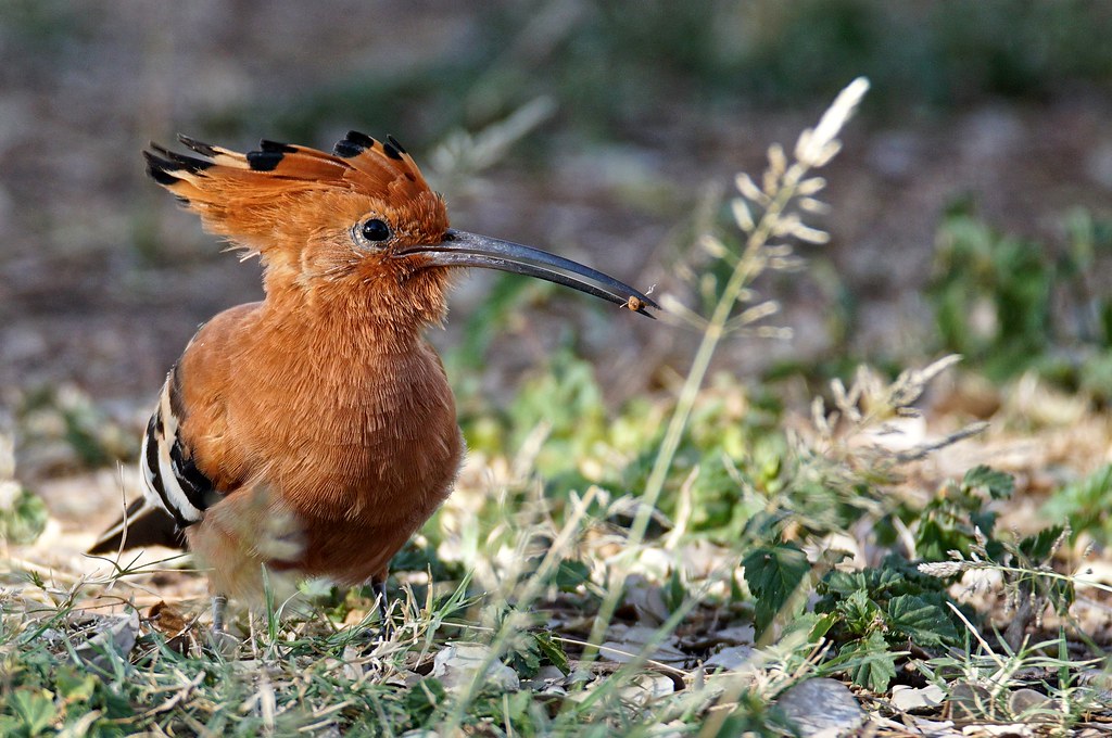 hoopoe bird South Africa Hoopoe bird , Kruger National Par… Flickr