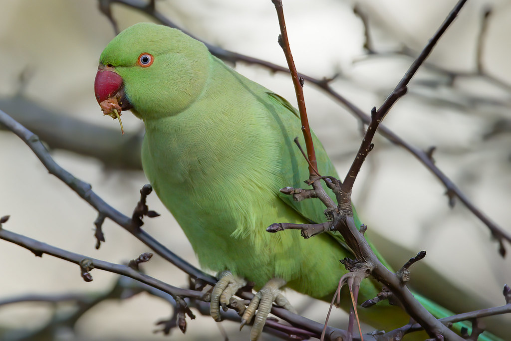 GREEN a Rose Ringed Parakeet eating a fruit Another rewo… Flickr