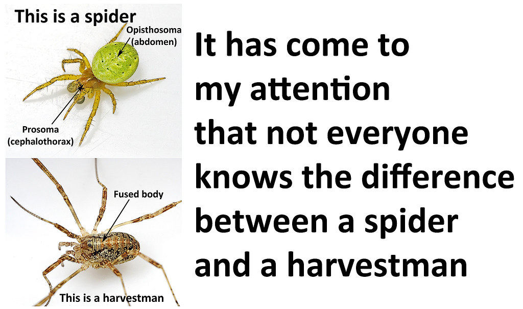 Spider vs. Harvestman AJC1 Flickr
