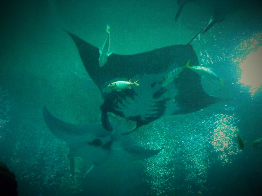 Massive manta rays. "The Aquarium is a public aqua… Flickr