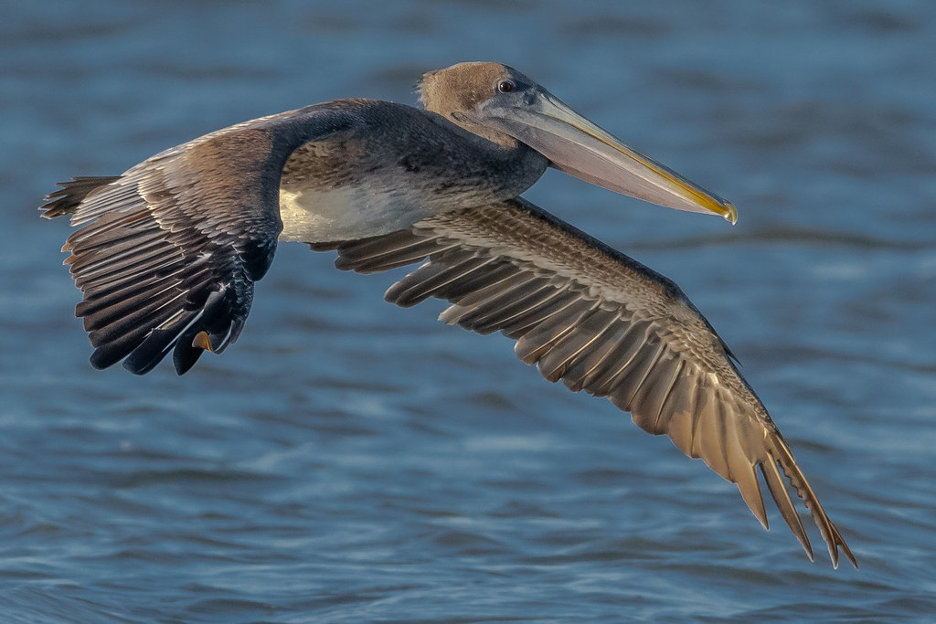 Brown Pelican This was the prize of the day yesterday at S… Flickr