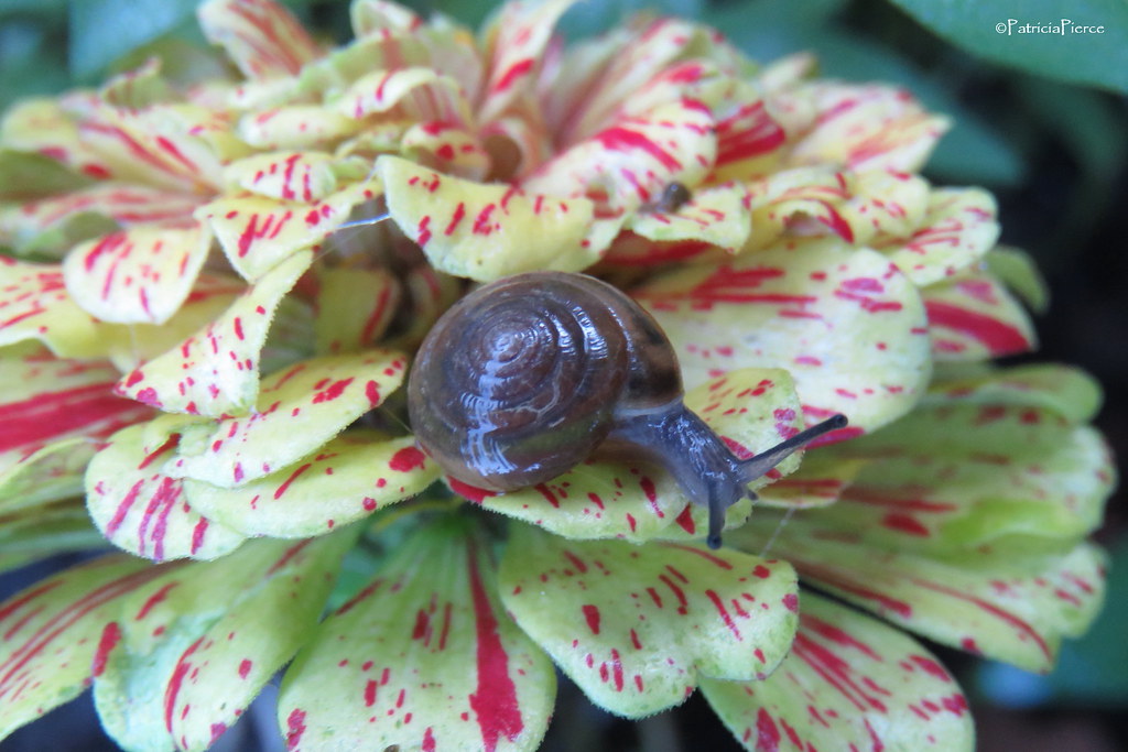 snail3 Tiny Snail on my Zinnia...Nature at its' most primi… Flickr