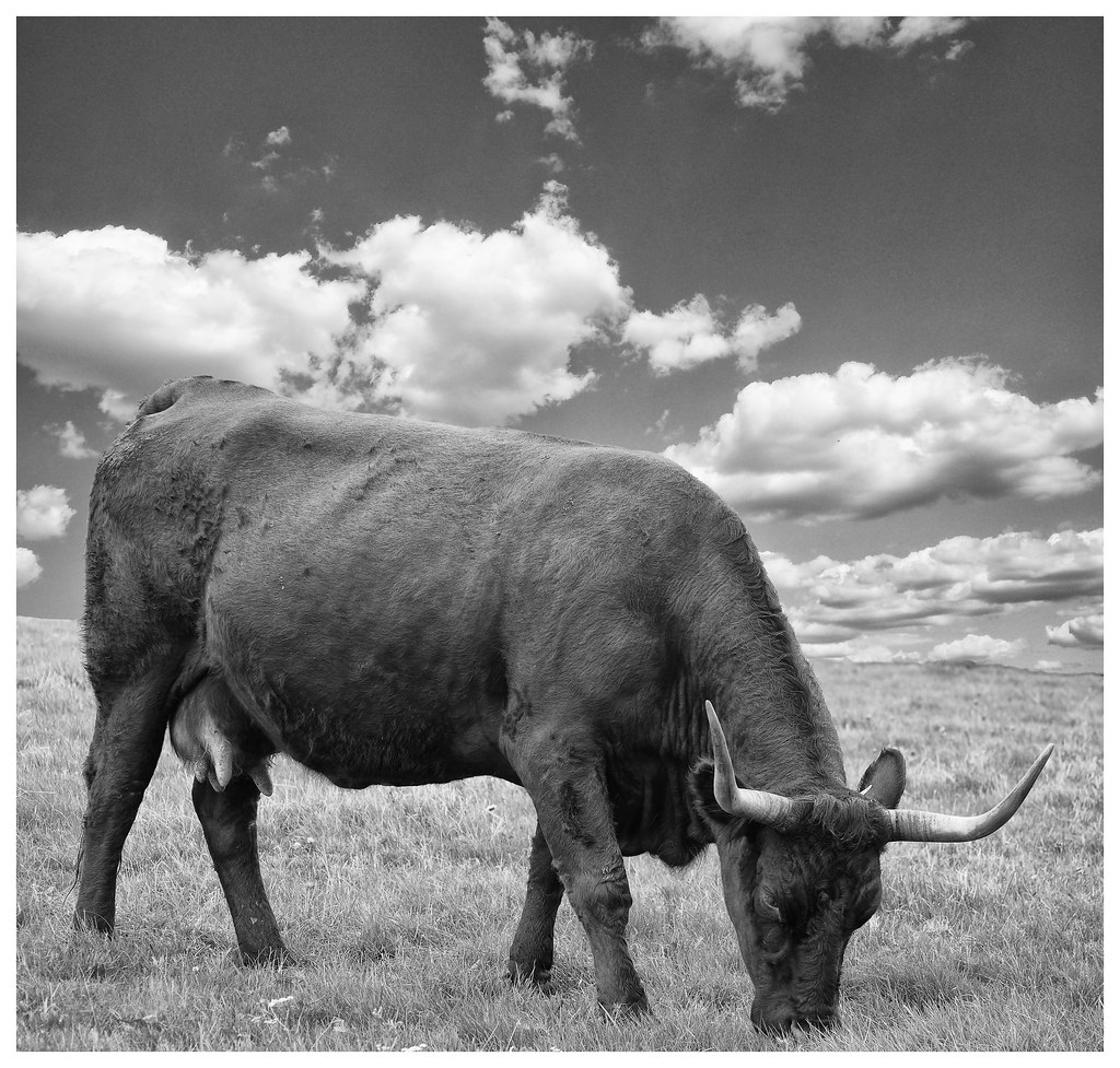 c'est vachement carré . LUMIX G 14/F2.5 LUDOVIC. R Flickr