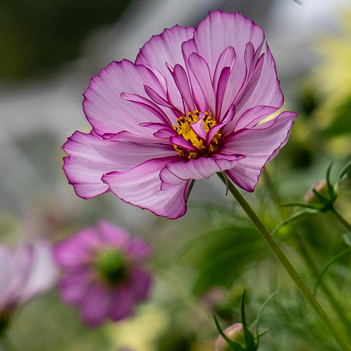 cosmos flower Sarah Anne Mac Flickr