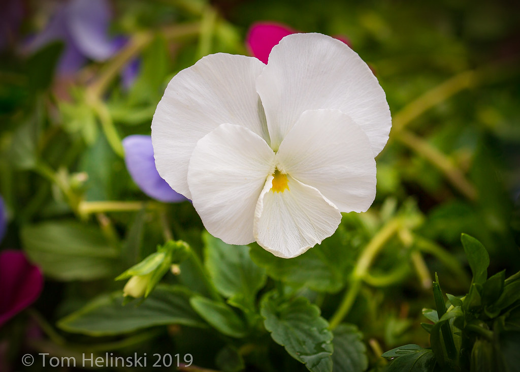 White Pansy From our flower garden. Tom Flickr