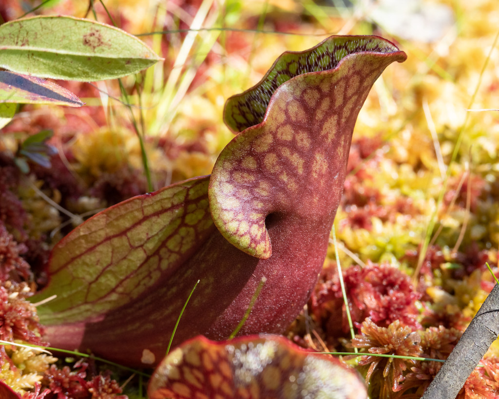 Purple Pitcher Plant NJ Pinelands carnivorous plant Shayna Marchese
