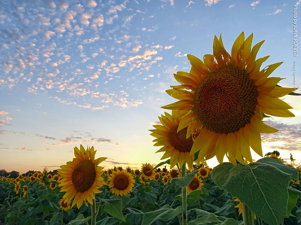 Sunflowers near Grinter Farms, 6 Sept 2019 Sunflower field… Flickr