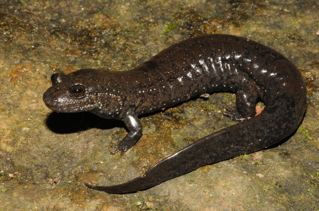 Blackbellied Salamander Northeast GA This individual