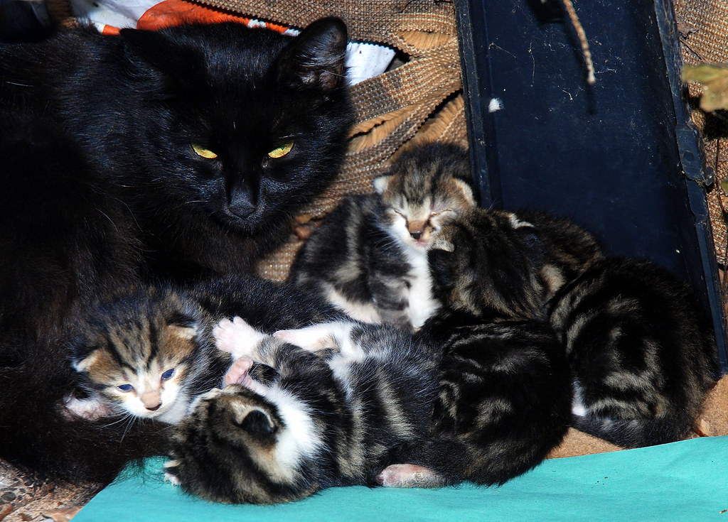 Fluff and her second litter of kittens, ten days old 29th … Flickr