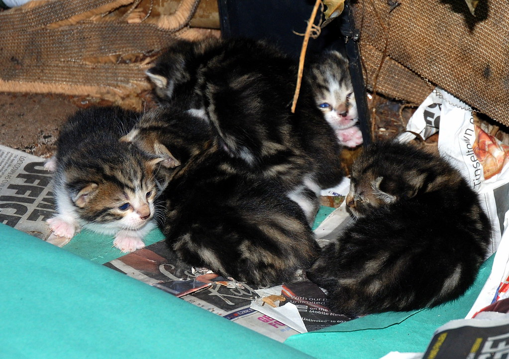 Fluff's second litter of kittens at 15 days old, 3rd Sept.… Flickr