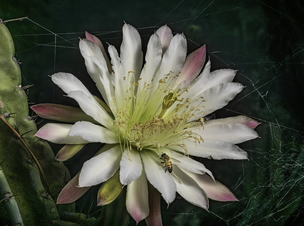 Night Blooming Cactus Flower With A Honey Bee And Spider W… Flickr