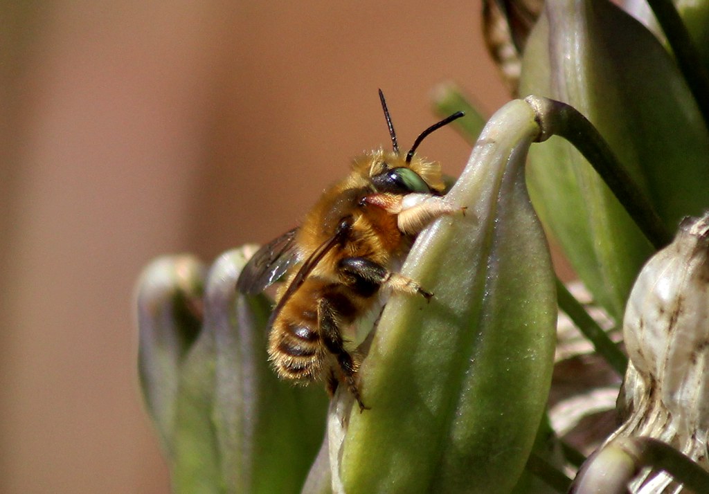 Big green eyes The Teddy Bear Bee Neva Swensen Flickr