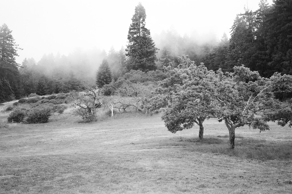 Historic Orchard at Fort Ross Flickr