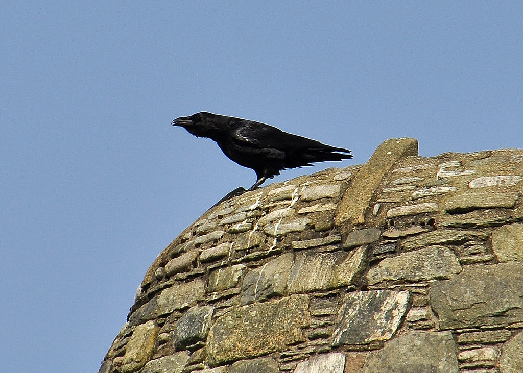 Raven on Deer Raiders Monument Balallan Isle of Lewis Flickr