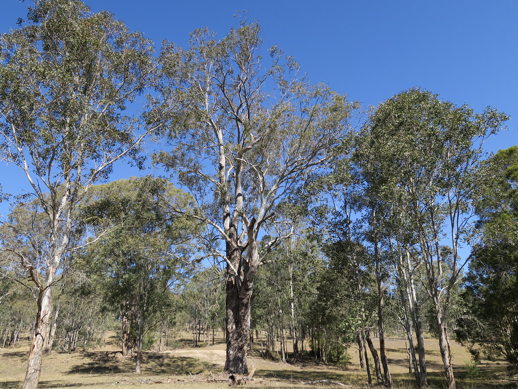 Eucalyptus amplifolia tree DC41 Found on the creek flat t… Flickr