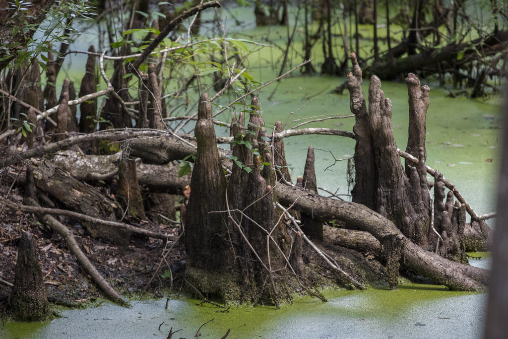 Bonneau Ferry WMA Cordesville, SC Brandon Coffey Flickr