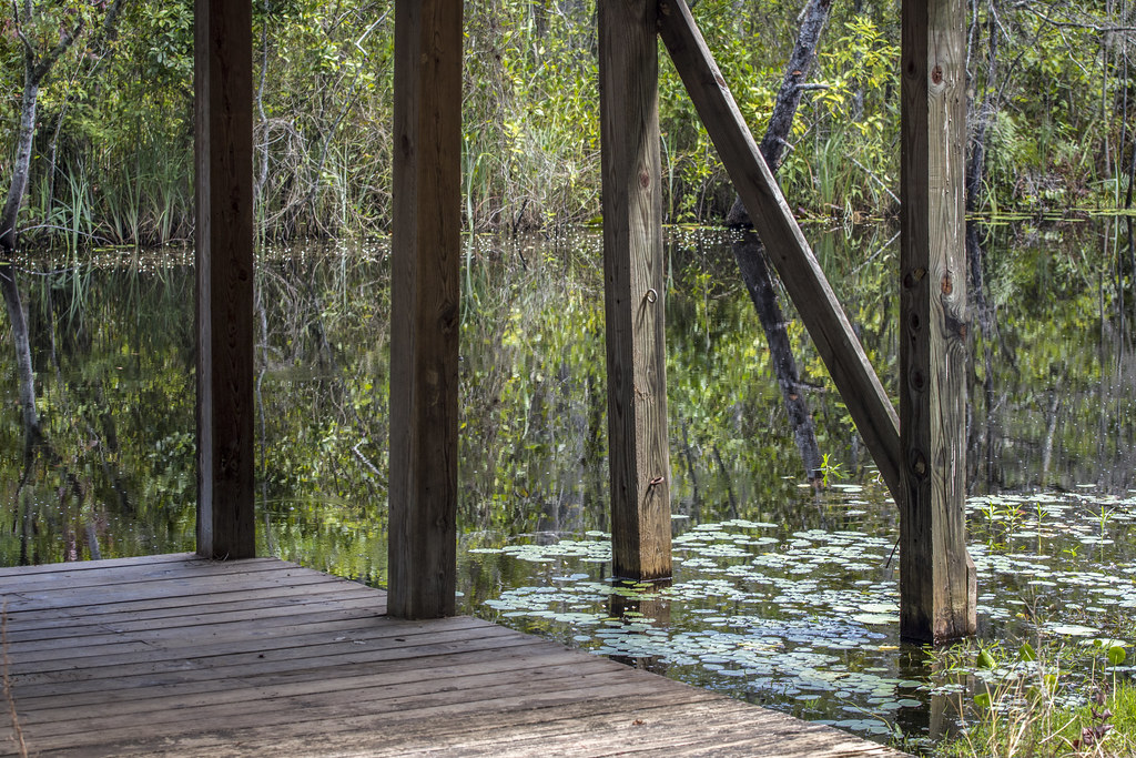 Bonneau Ferry WMA Cordesville, SC Brandon Coffey Flickr