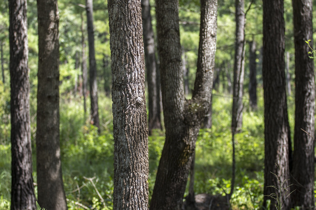Bonneau Ferry WMA Cordesville, SC Brandon Coffey Flickr