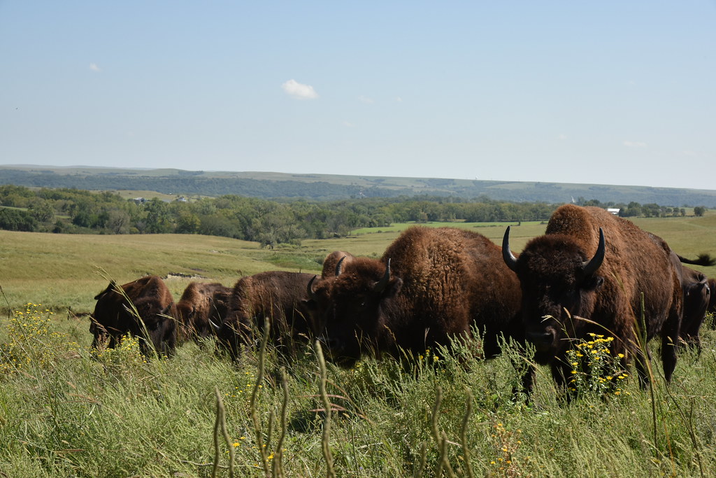 Bison at Plumlee Ranch in Kansas The livestock agrifood sy… Flickr