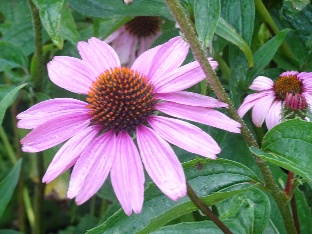 “When the flower blooms, the bees come uninvited." Ramak… Flickr