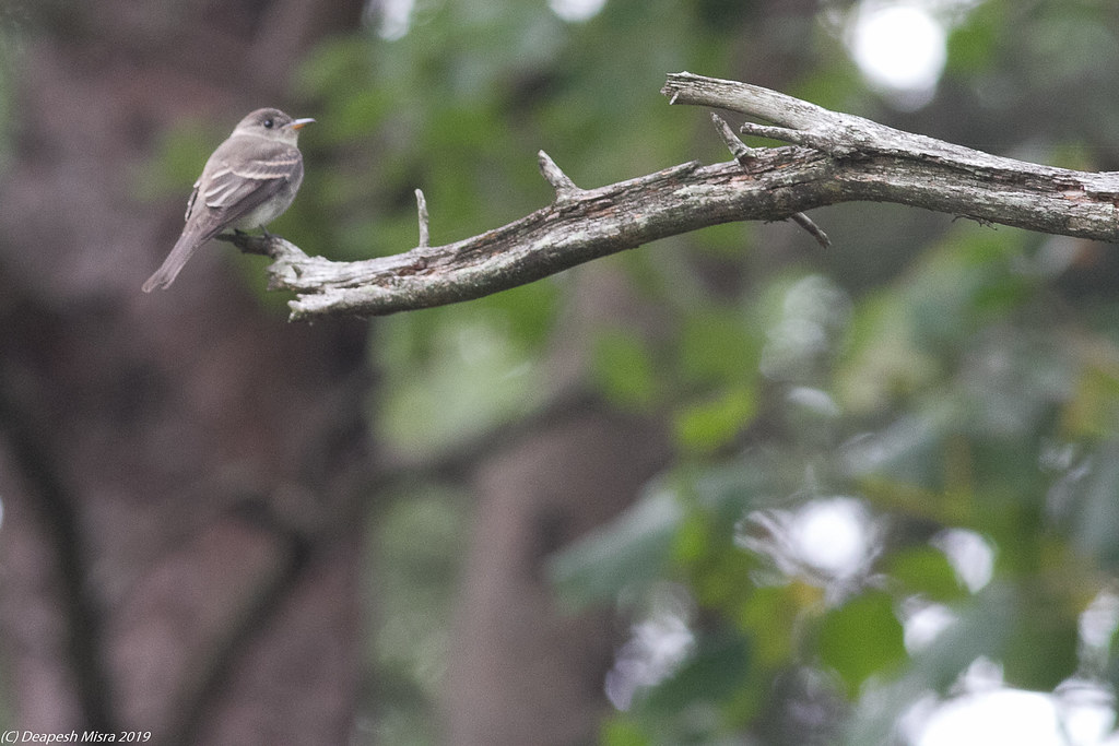 Flycatcher UOSA, VA, USA Silent bird was seen hunting for … Flickr
