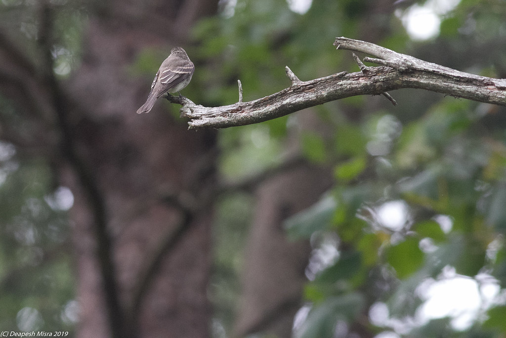 Flycatcher UOSA, VA, USA Silent bird was seen hunting for … Flickr
