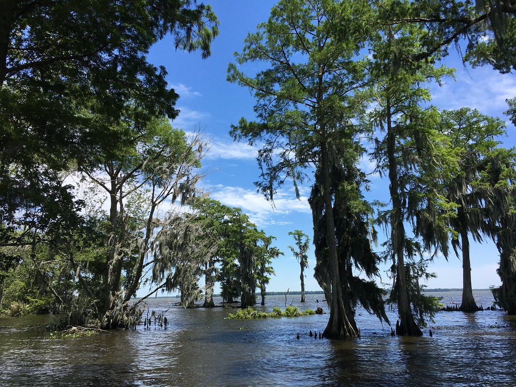 Lac Des Allemands Lac Des Allemands Vacherie, Louisiana 5… Ryan