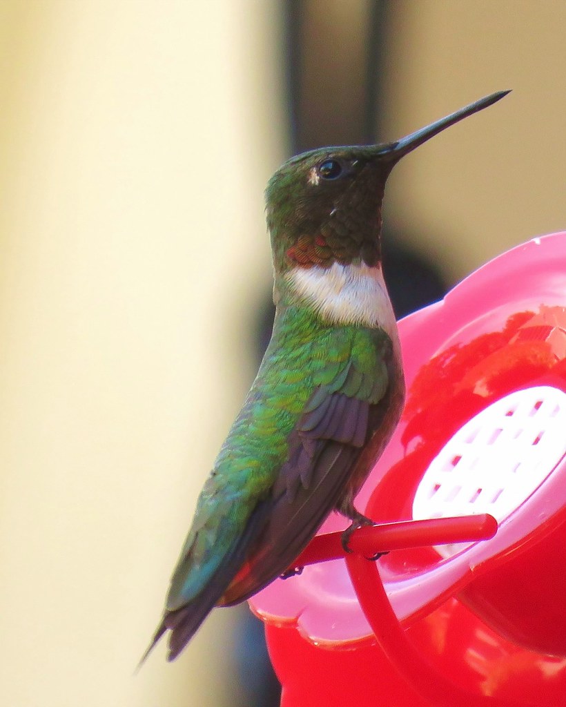 Hummingbird (1) Care_SMC Flickr