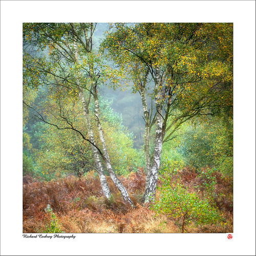 Heyshott Common West Sussex, UK Richard Corkrey ARPS Flickr