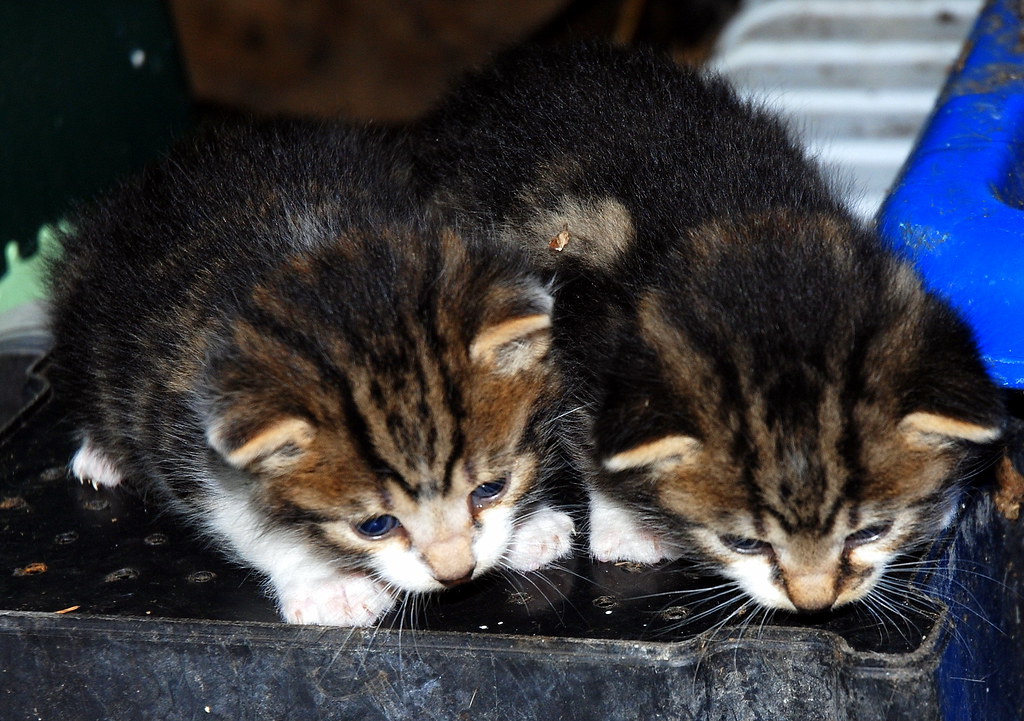 Two of Fluff's second litter of kittens at 22 days old. Flickr